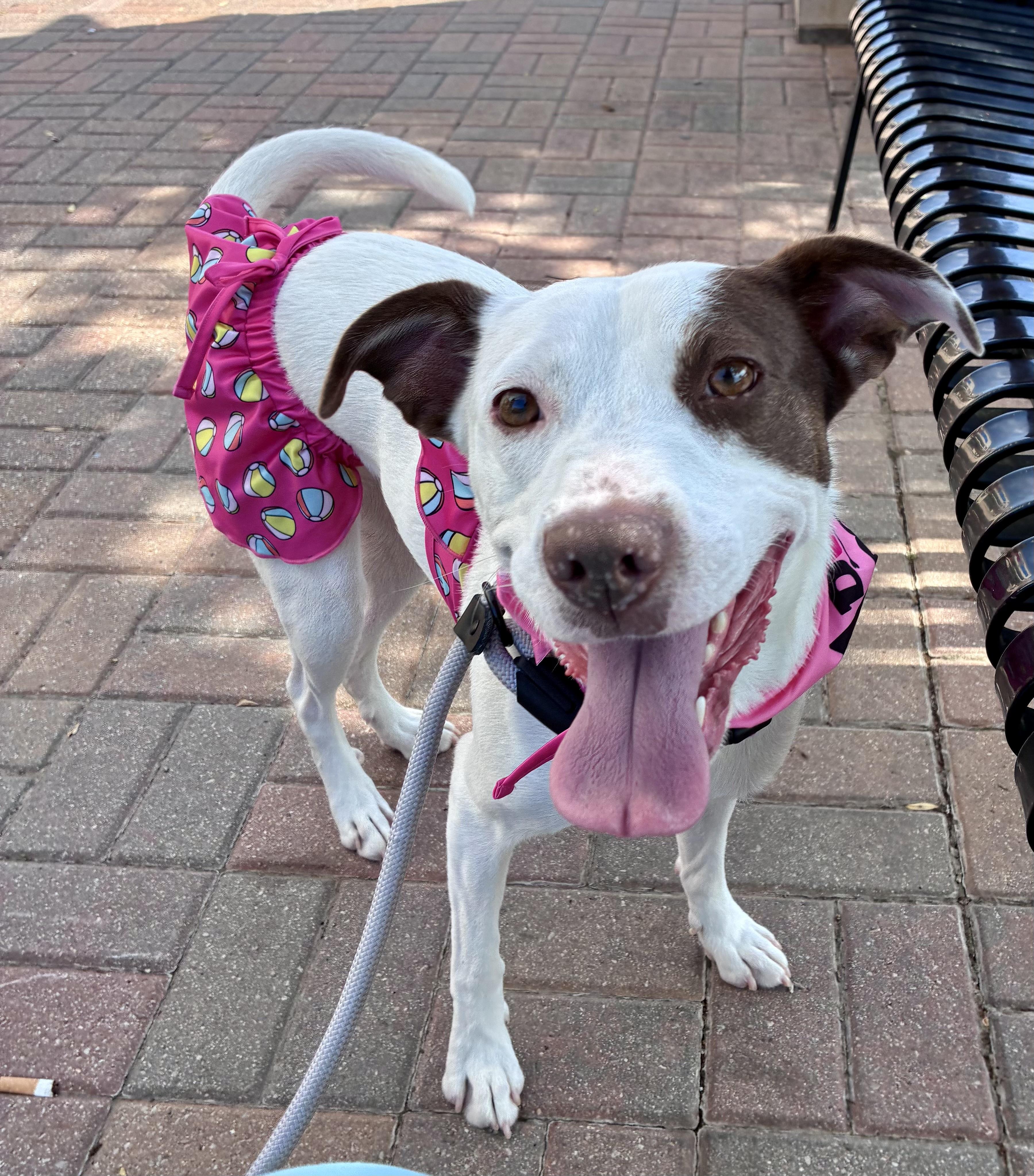 Enlarge Simone, a Adoptable mixed breed in Edmond, OK image 2/3