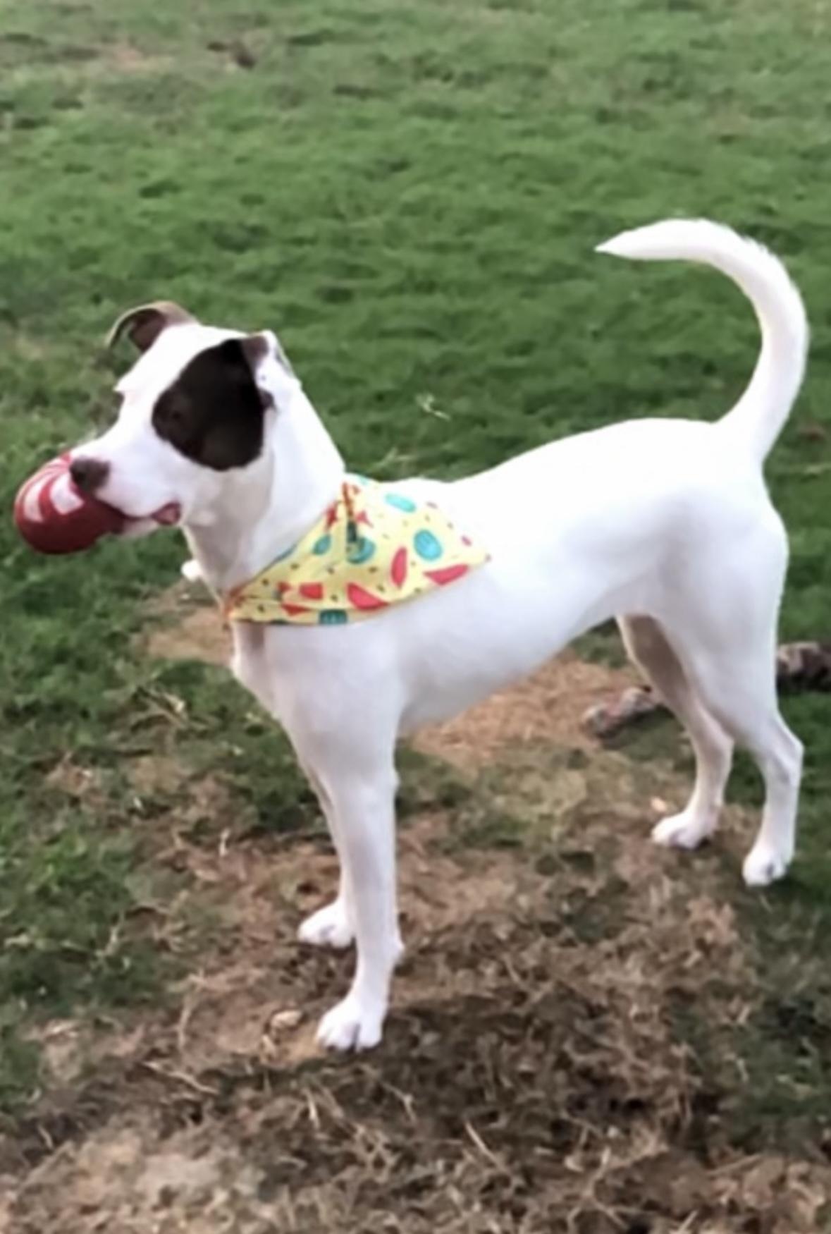 Simone, Adoptable, Adult Female Labrador Retriever.