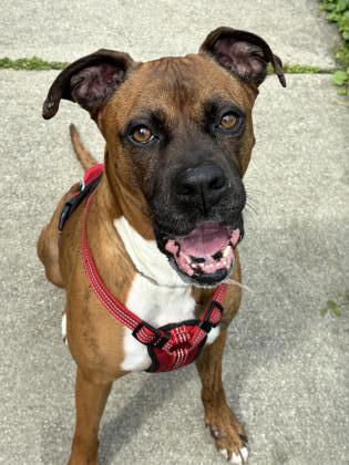 Enlarge Tiger, a Adoptable mixed breed in Cincinnati, OH image 1/3