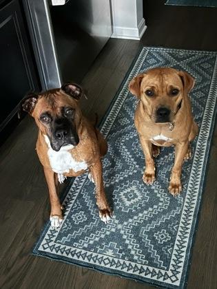 Tiger — thumbnail 2