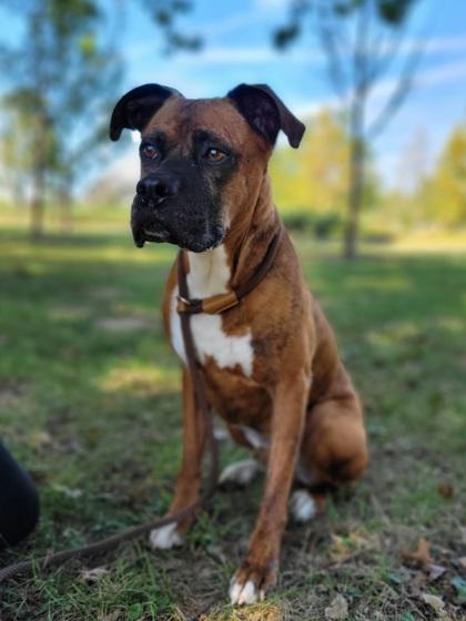Enlarge Tiger, a Adoptable mixed breed in Cincinnati, OH image 3/3