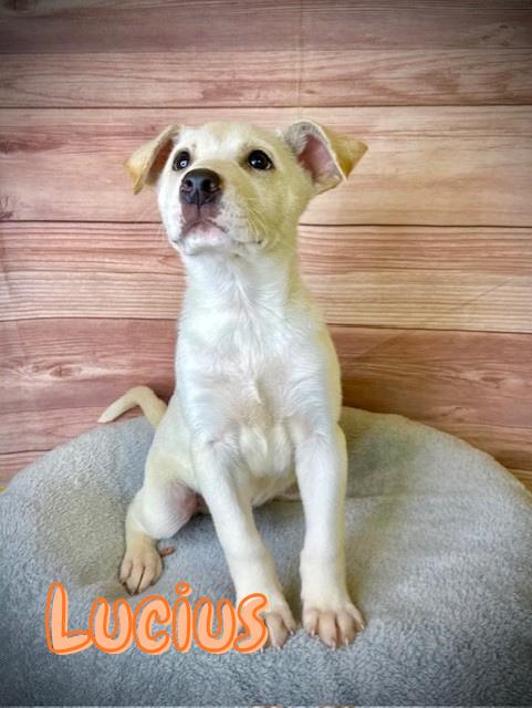 Lucius, adopted, Puppy Male Pit Bull Terrier.