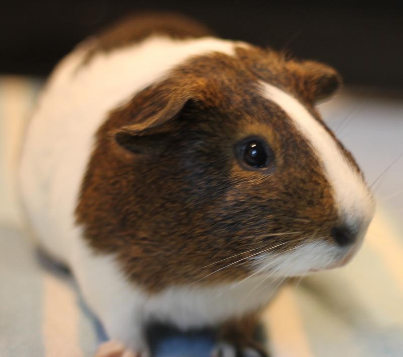 Enlarge Moo and Piggy Smalls, a ADOPTABLE Guinea Pig in Budd Lake, NJ image 3/6