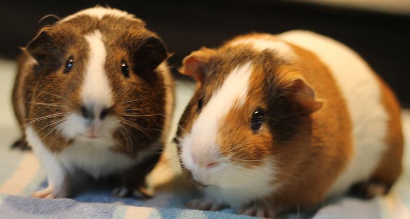 Enlarge Moo and Piggy Smalls, a ADOPTABLE Guinea Pig in Budd Lake, NJ image 4/6