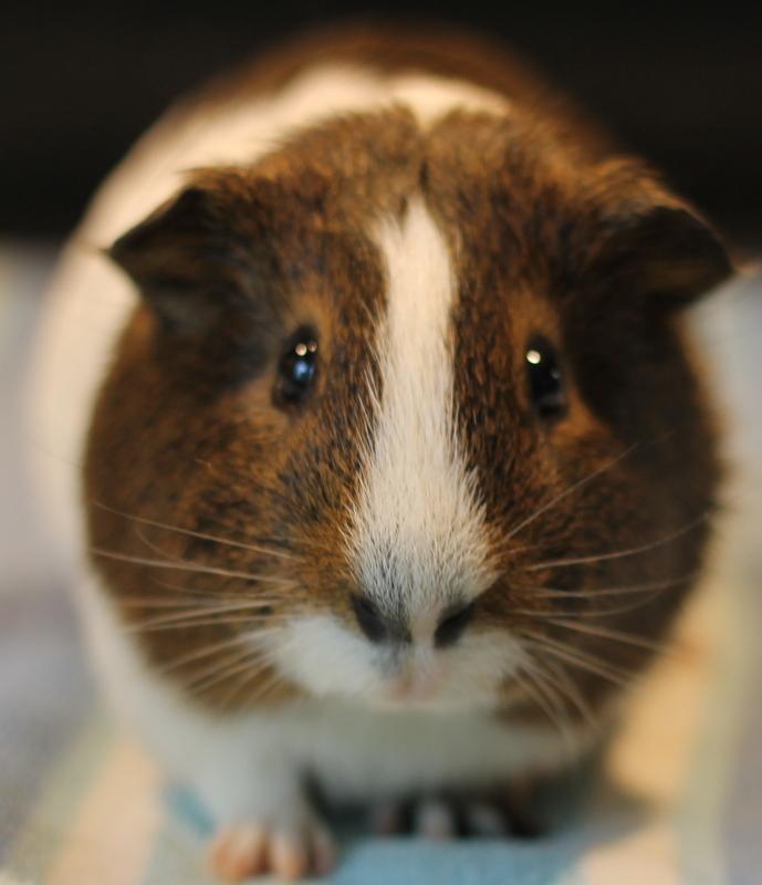 Enlarge Moo and Piggy Smalls, a ADOPTABLE Guinea Pig in Budd Lake, NJ image 2/6