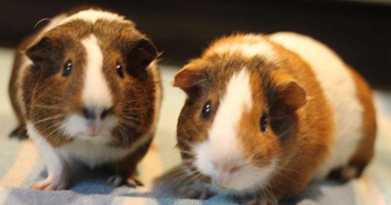 Enlarge Moo and Piggy Smalls, a ADOPTABLE Guinea Pig in Budd Lake, NJ image 1/6