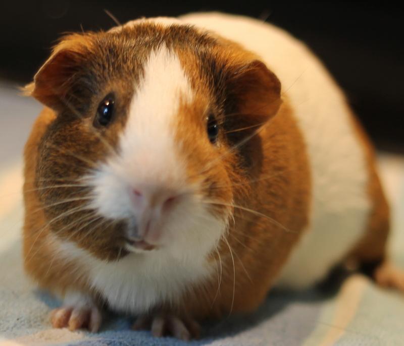 Enlarge Moo and Piggy Smalls, a ADOPTABLE Guinea Pig in Budd Lake, NJ image 6/6