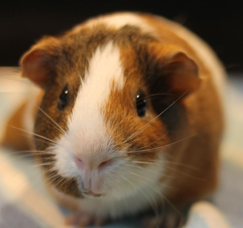 Enlarge Moo and Piggy Smalls, a ADOPTABLE Guinea Pig in Budd Lake, NJ image 5/6