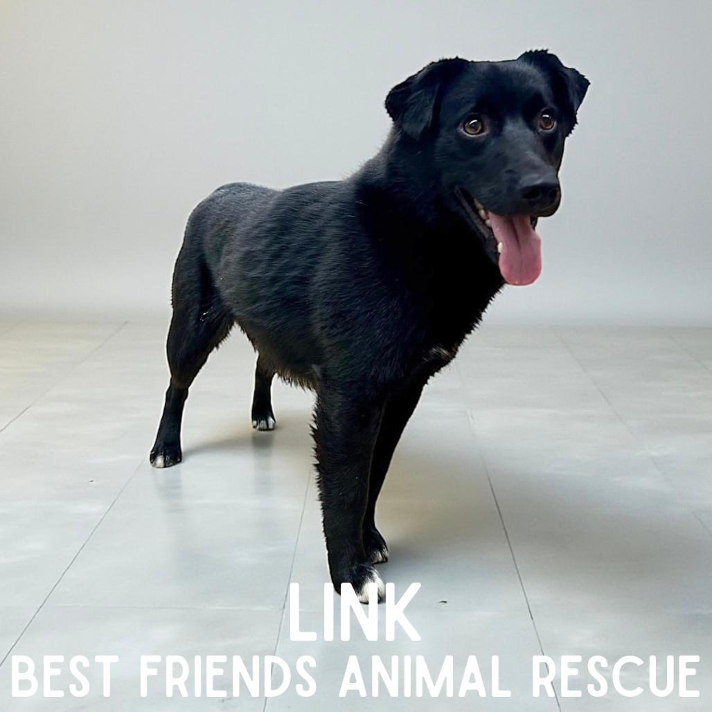 Link, Adoptable, Adult Male Labrador Retriever.