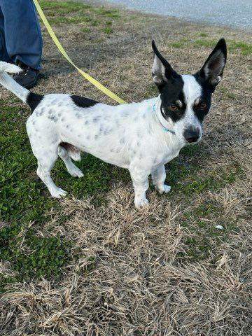 Nacho, Adoptable, Adult Male Chihuahua & Dachshund.