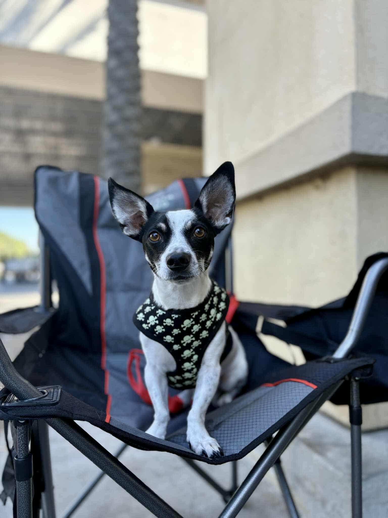 Enlarge Nacho, a Adoptable mixed breed in Visalia, CA image 2/3