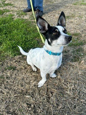 Enlarge Nacho, a Adoptable mixed breed in Visalia, CA image 3/3