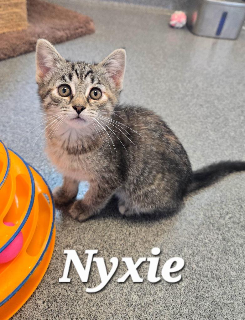 Nyxie, a Adoptable mixed breed in Sidney, OH image 1/4
