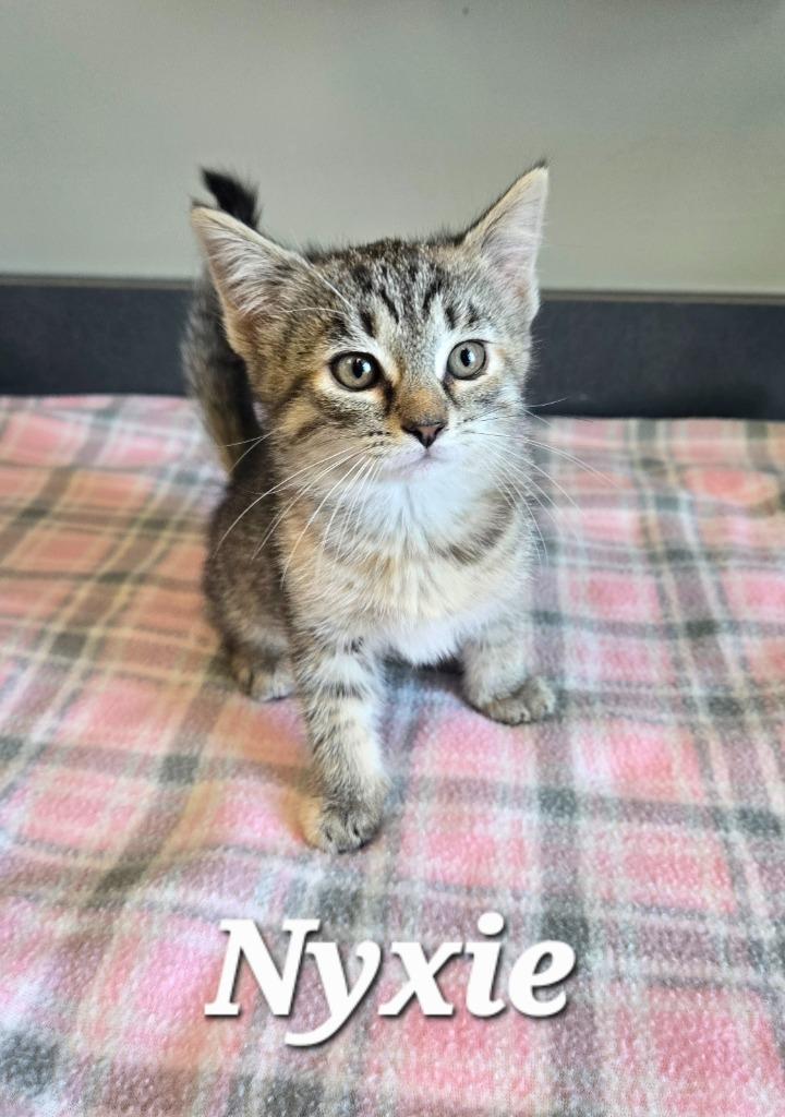 Nyxie, a Adoptable mixed breed in Sidney, OH image 2/4