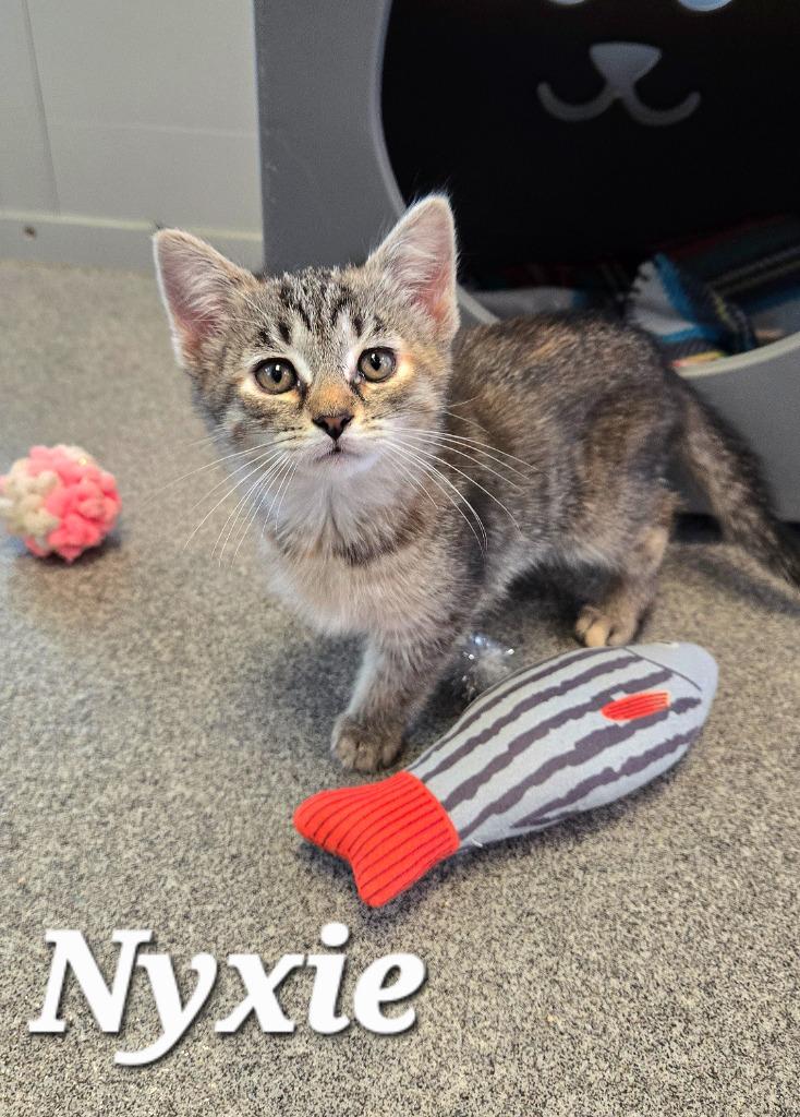 Nyxie, a Adoptable mixed breed in Sidney, OH image 3/4