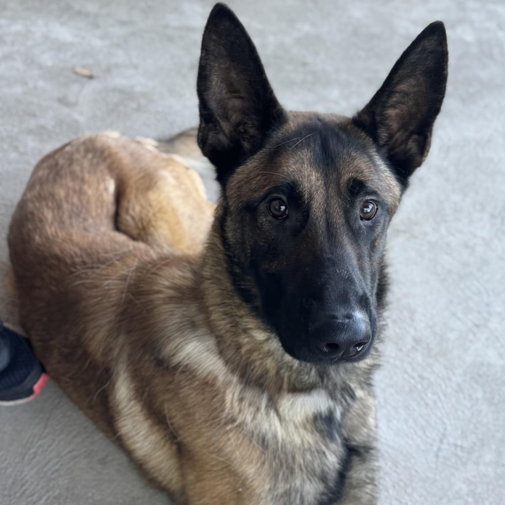 Enlarge Sergeant, a Adoptable Belgian Shepherd / Malinois in Chester Springs, PA image 2/6
