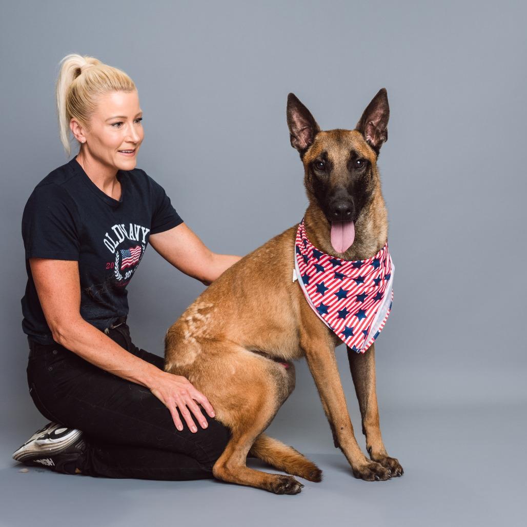 Enlarge Sergeant, a Adoptable Belgian Shepherd / Malinois in Chester Springs, PA image 4/6