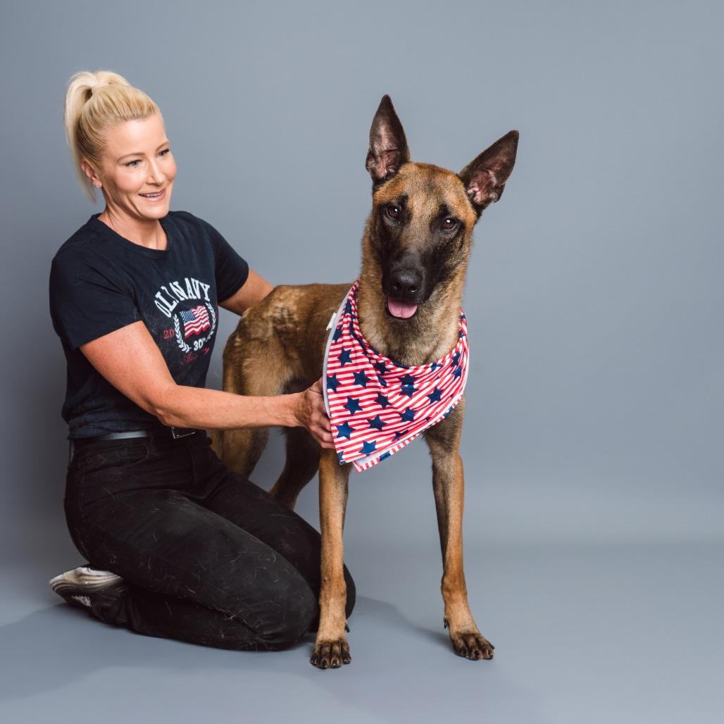 Enlarge Sergeant, a Adoptable Belgian Shepherd / Malinois in Chester Springs, PA image 6/6