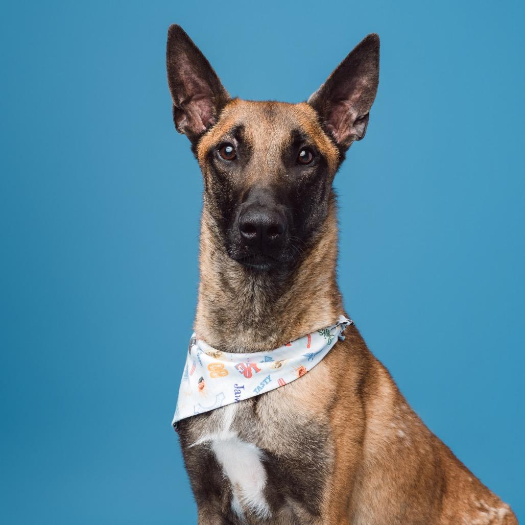 Sergeant, Adoptable, Adult Male Belgian Shepherd / Malinois.