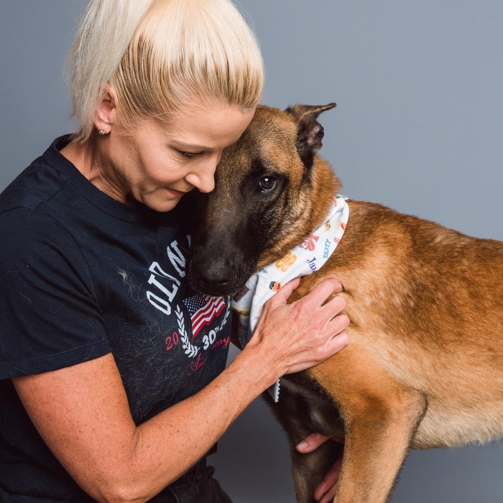 Enlarge Sergeant, a Adoptable Belgian Shepherd / Malinois in Chester Springs, PA image 5/6