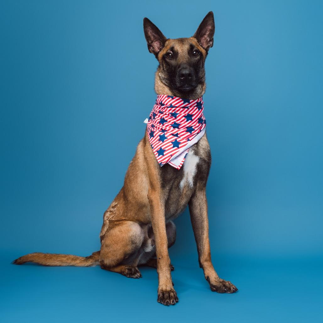 Enlarge Sergeant, a Adoptable Belgian Shepherd / Malinois in Chester Springs, PA image 3/6