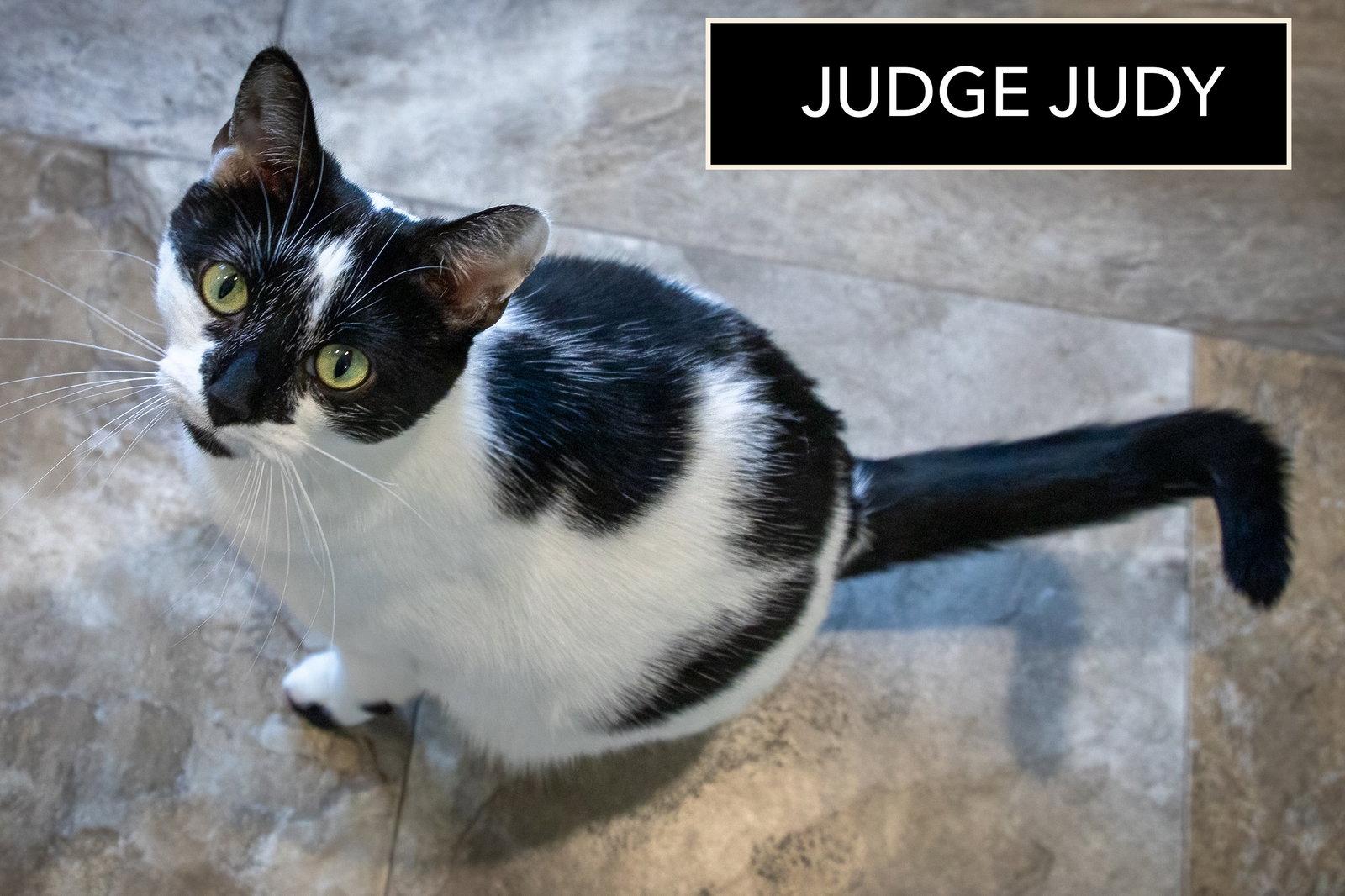 Judge Judy (FCID# 09/22/2025 - 68), Adoptable, Adult Female Domestic Short Hair.