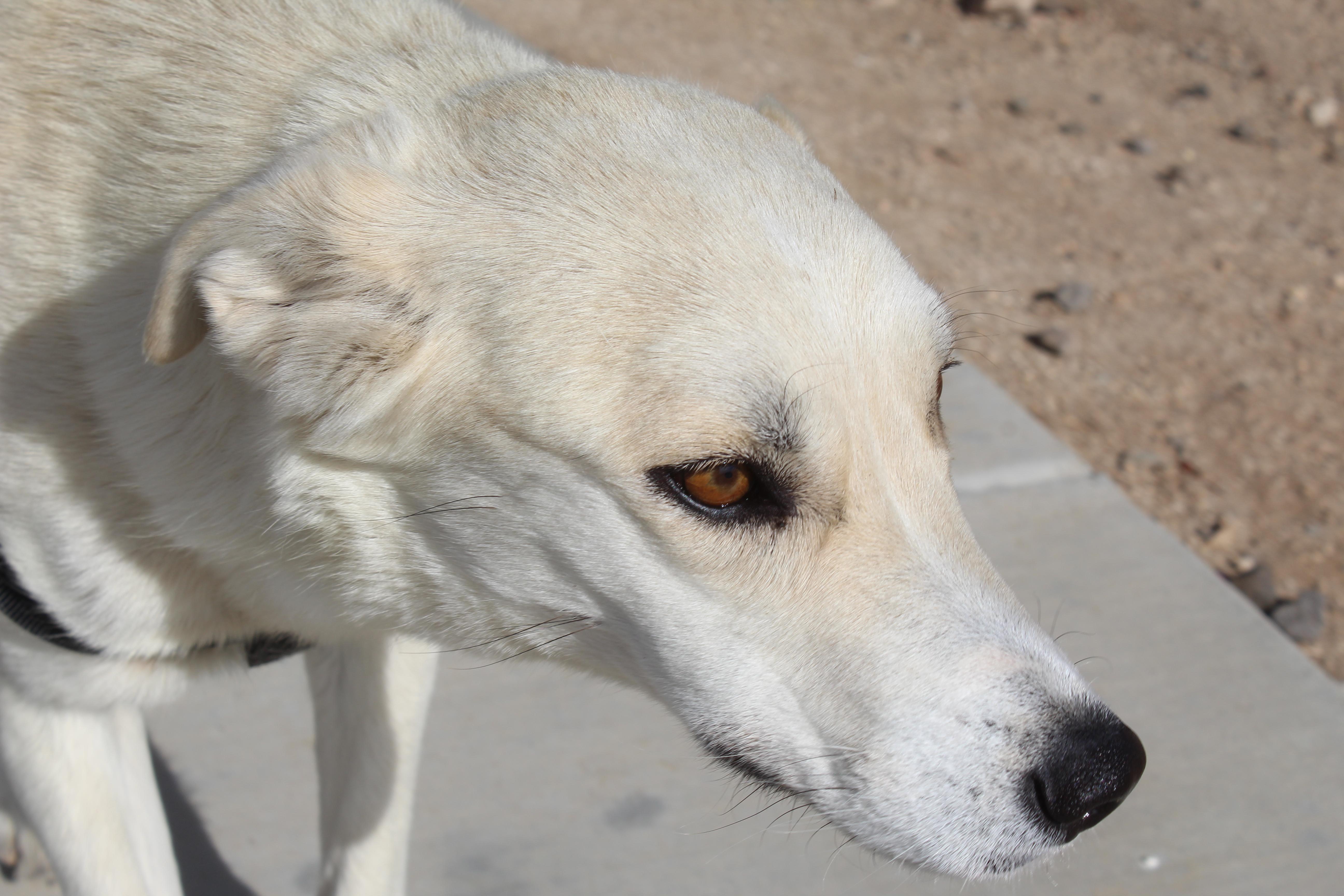 Enlarge Togepi, a Adoptable mixed breed in Yucca Valley, CA image 5/6
