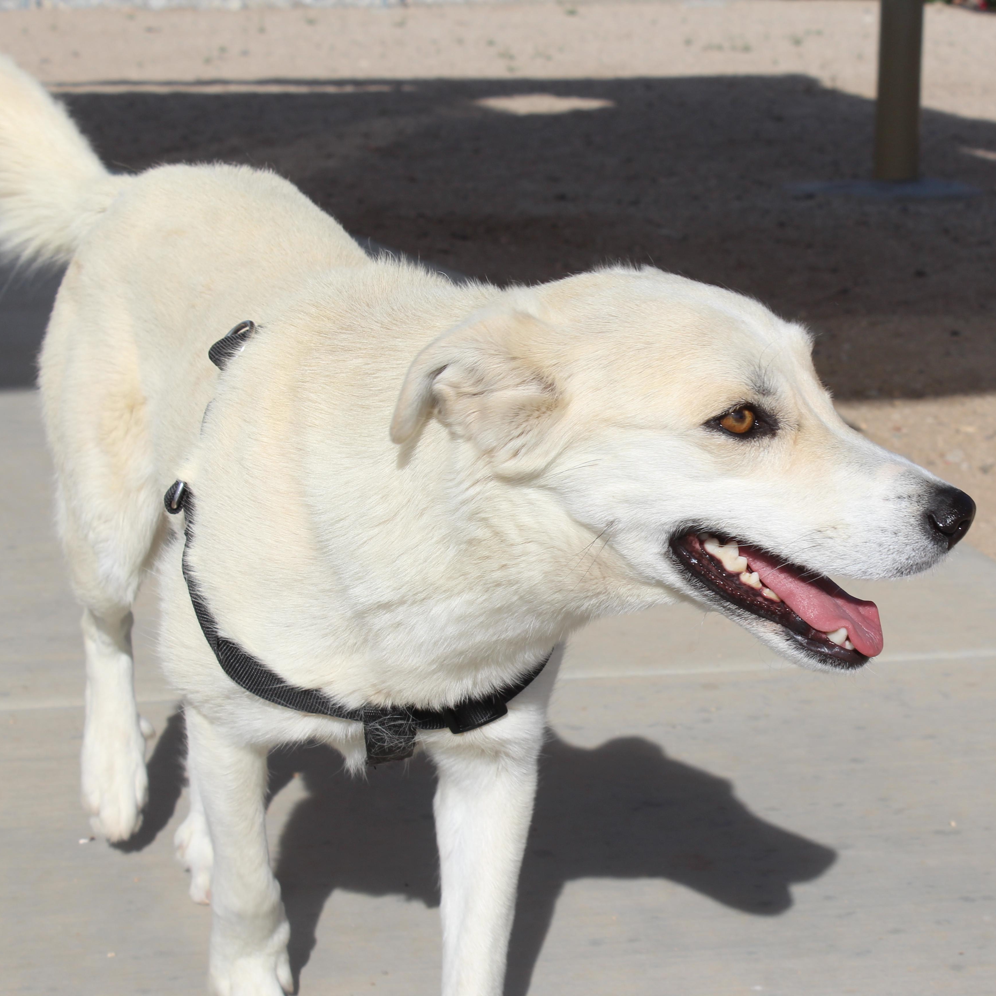 Enlarge Togepi, a Adoptable mixed breed in Yucca Valley, CA image 6/6