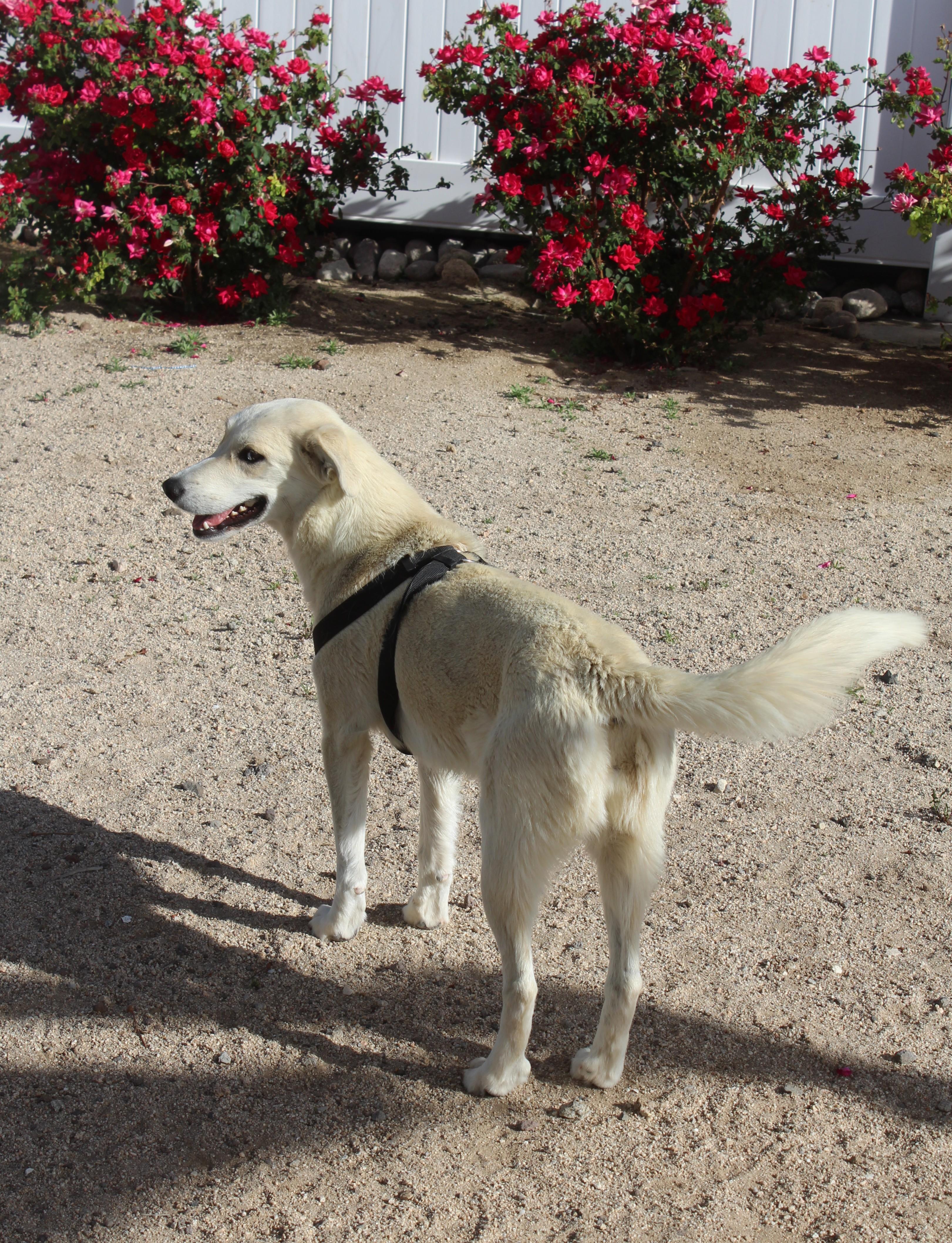 Enlarge Togepi, a Adoptable mixed breed in Yucca Valley, CA image 2/6