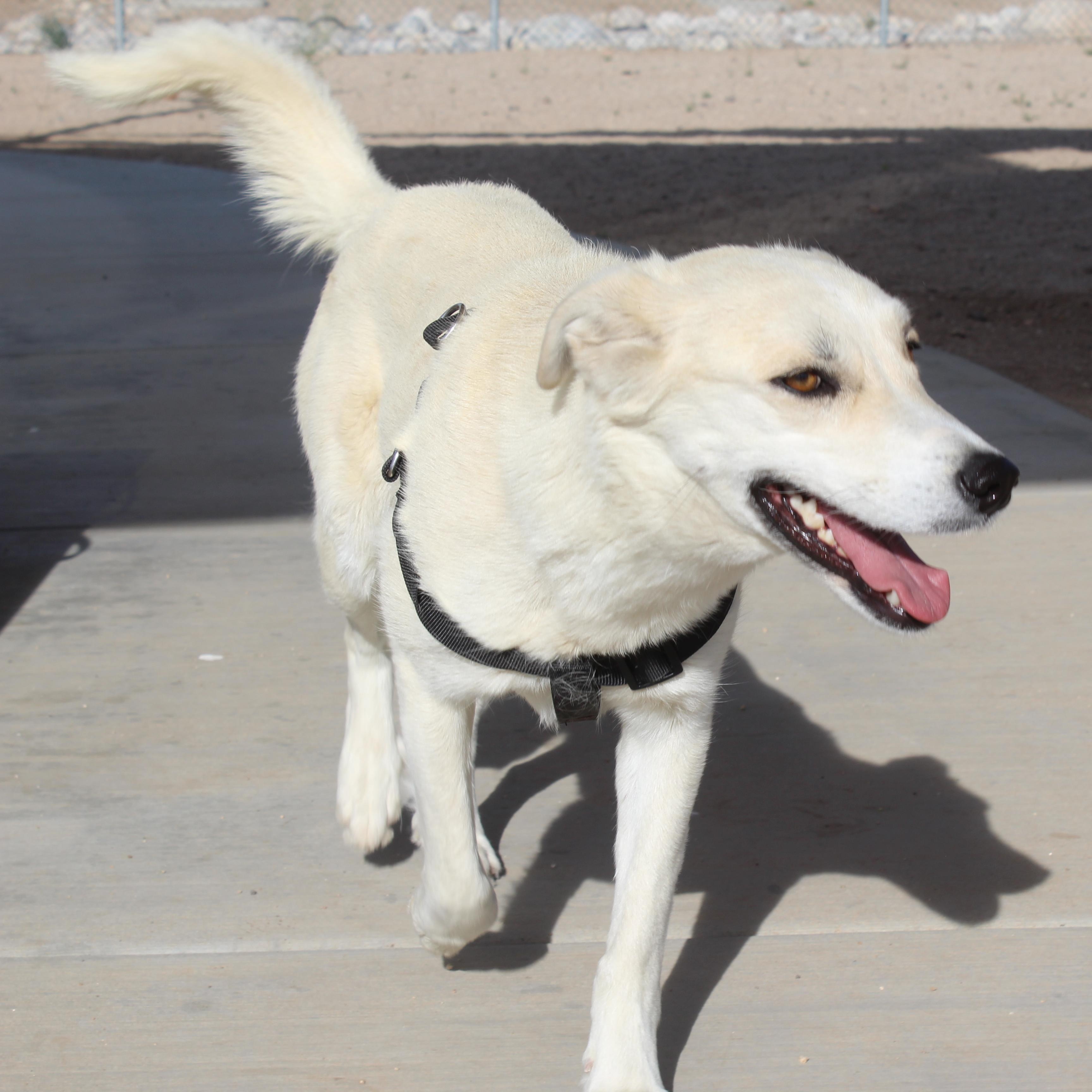 Togepi, Adoptable, Adult Female Retriever & Hound.