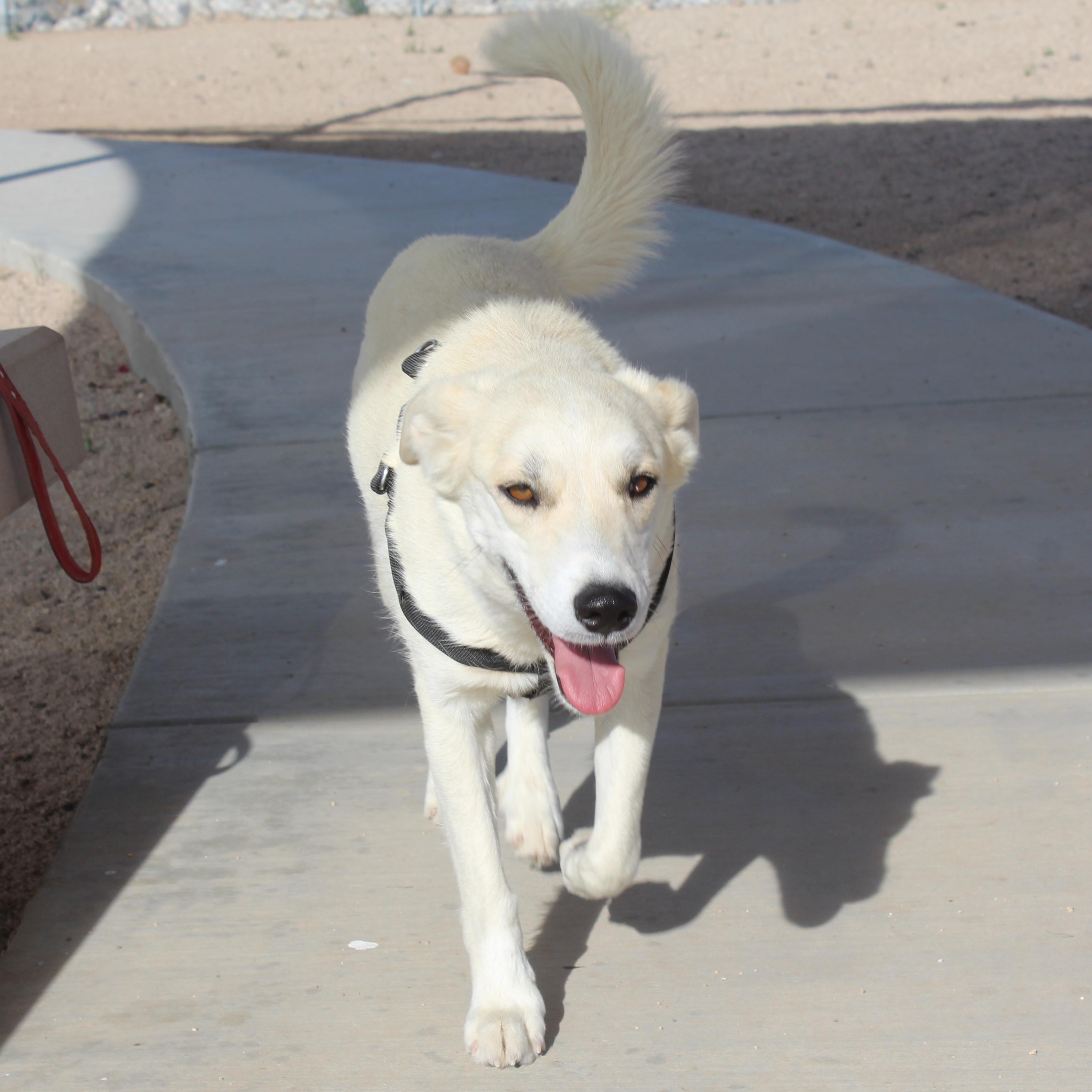 Enlarge Togepi, a Adoptable mixed breed in Yucca Valley, CA image 3/6