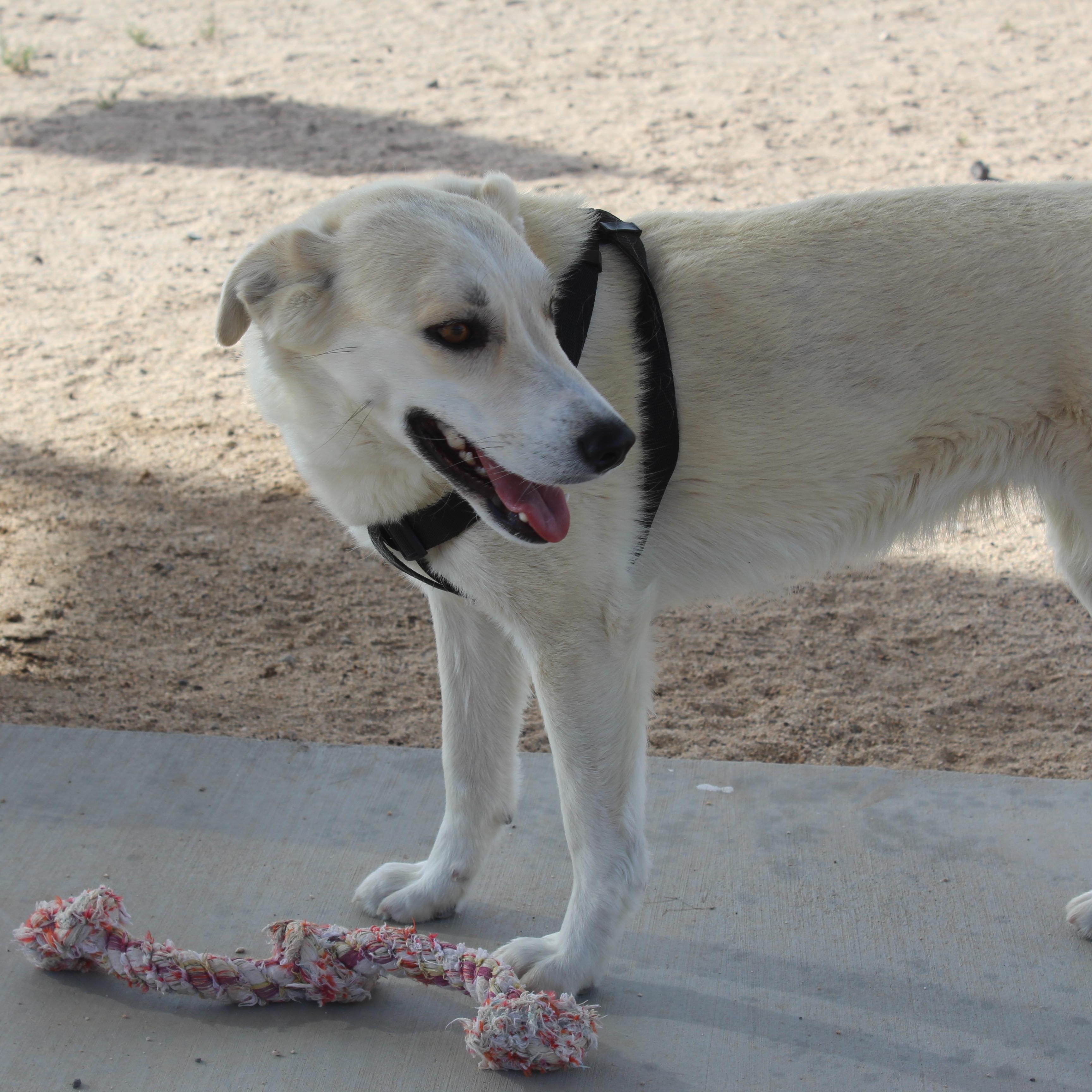 Enlarge Togepi, a Adoptable mixed breed in Yucca Valley, CA image 4/6