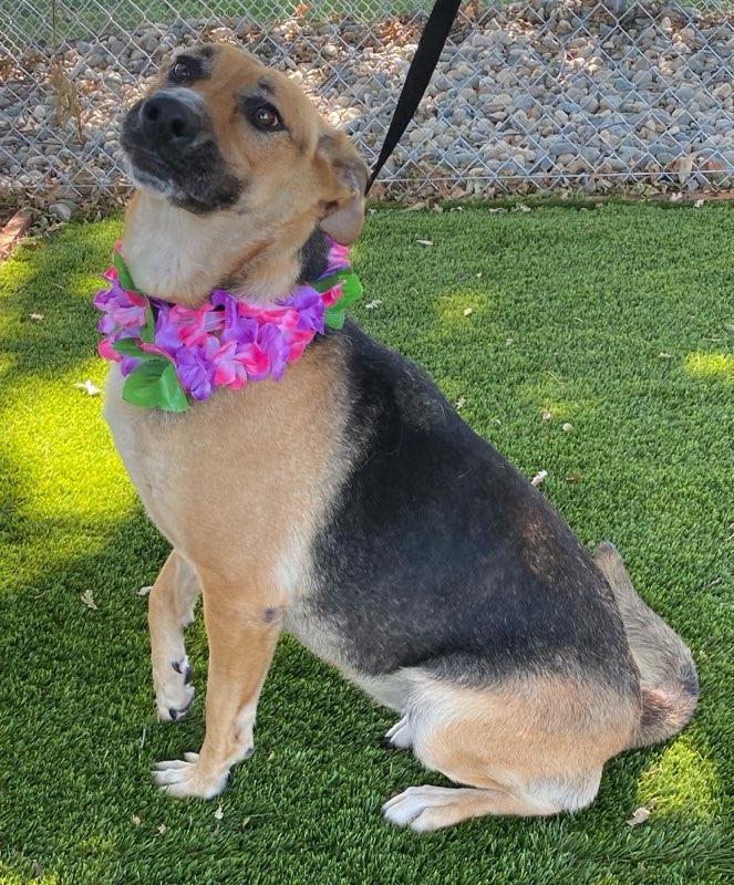 Zella, a ADOPTABLE mixed breed in Colusa, CA image 2/6