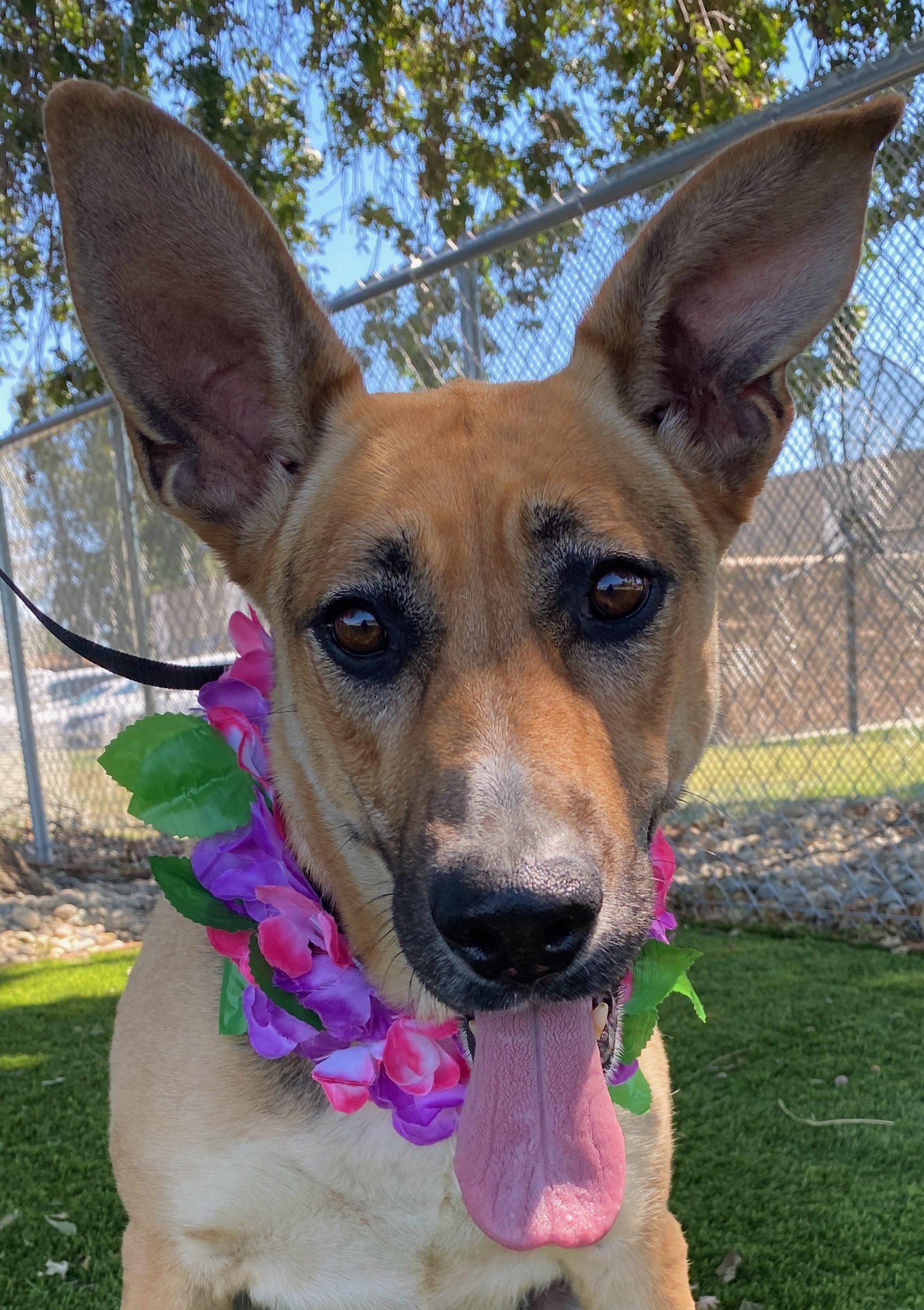 Zella, ADOPTABLE, Adult Female German Shepherd Dog.
