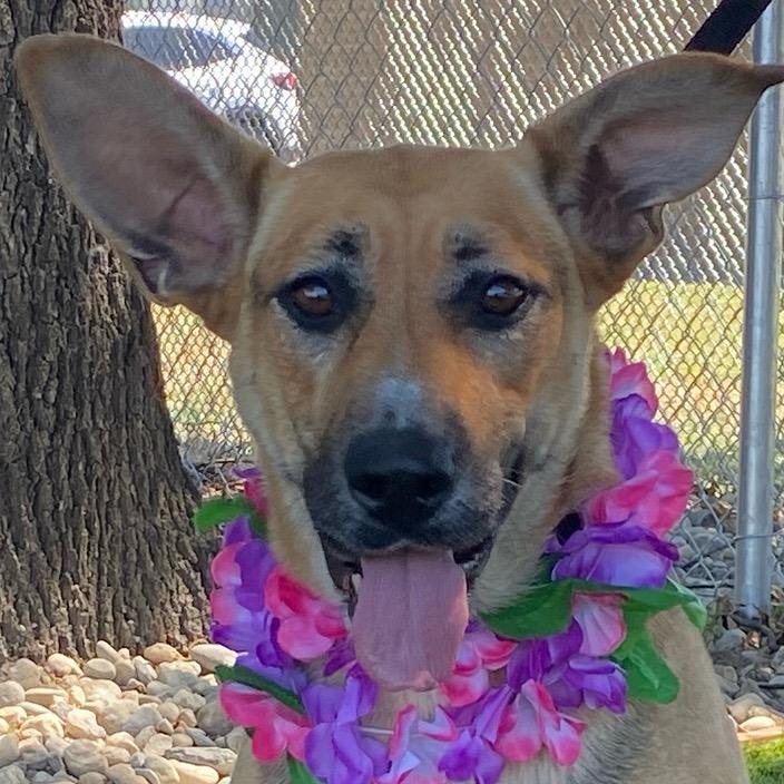 Zella, a ADOPTABLE mixed breed in Colusa, CA image 6/6