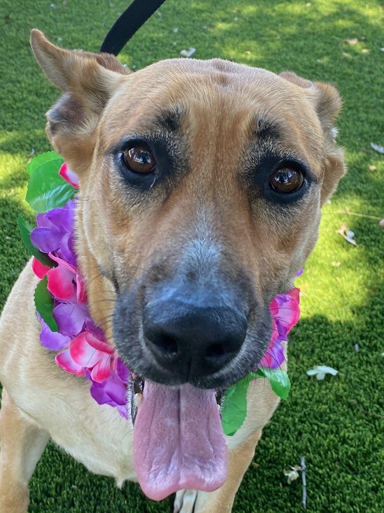 Zella, a ADOPTABLE mixed breed in Colusa, CA image 4/6