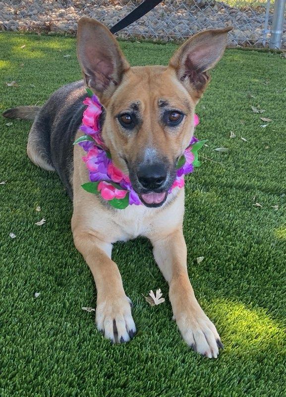 Zella, a ADOPTABLE mixed breed in Colusa, CA image 3/6
