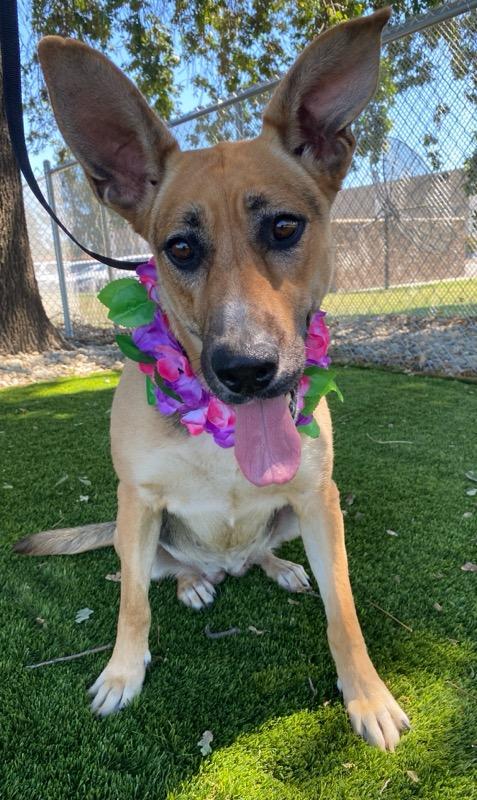 Zella, a ADOPTABLE mixed breed in Colusa, CA image 5/6