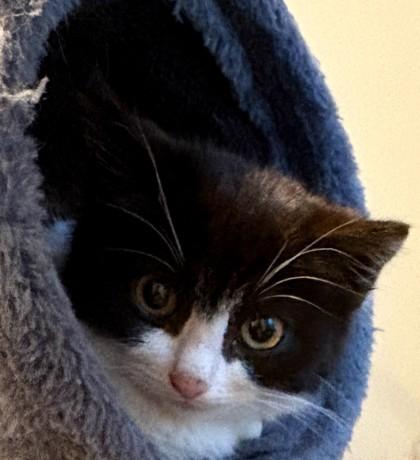 Alexis Cutoff - adopt with a sibling, Adoptable, Kitten Female Domestic Short Hair & Domestic Short Hair.