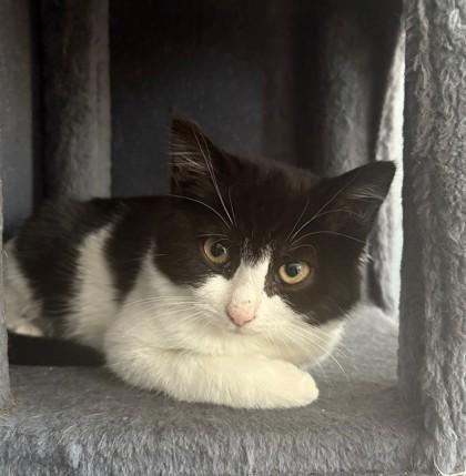 Enlarge Alexis Cutoff - adopt with a sibling, a Adoptable mixed breed in Hudson, MA image 2/3