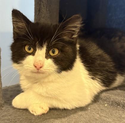 Enlarge Alexis Cutoff - adopt with a sibling, a Adoptable mixed breed in Hudson, MA image 3/3