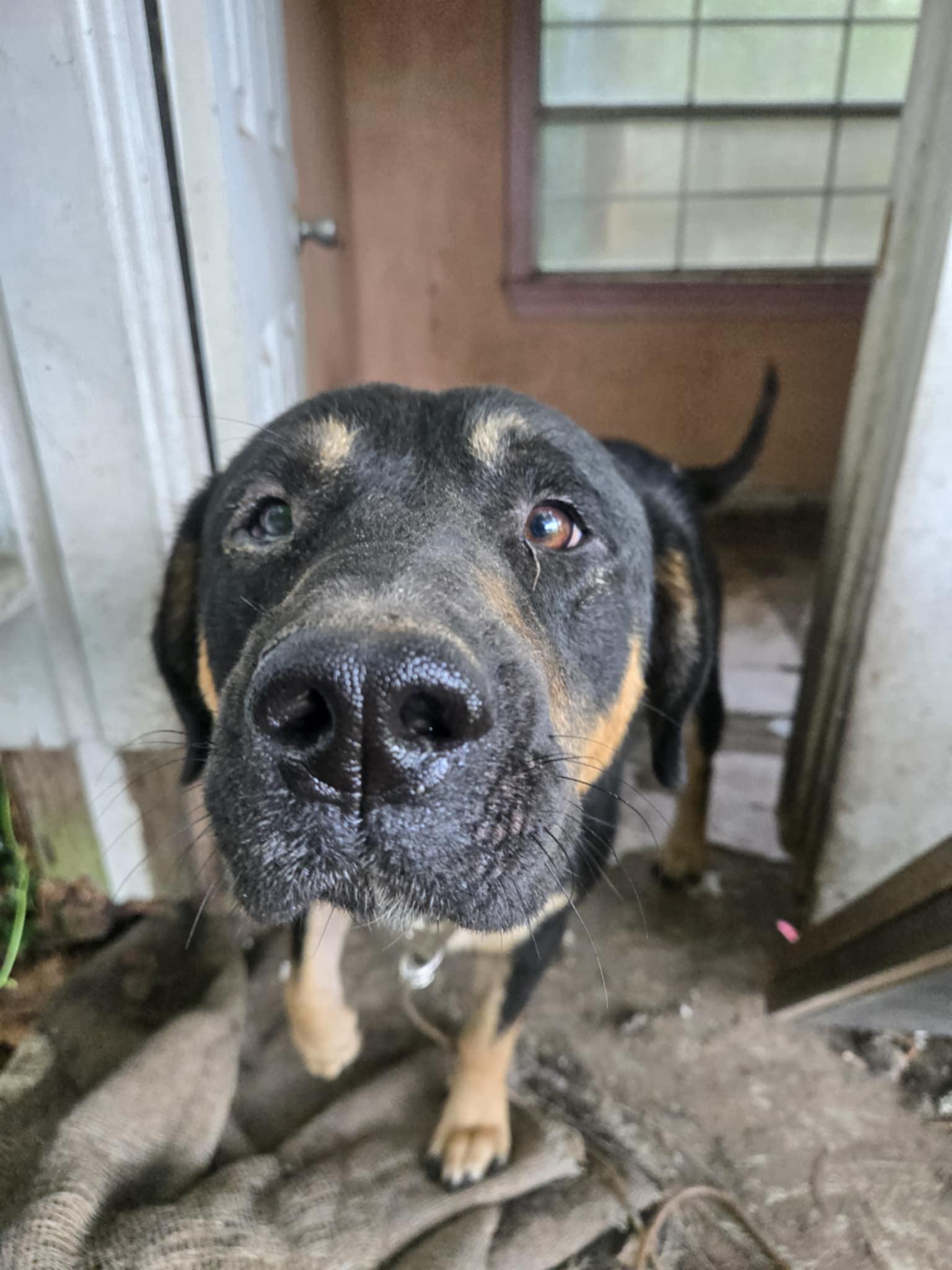 ~ Courtesy ~ Duke, Adoptable, Adult Male Labrador Retriever & Husky.