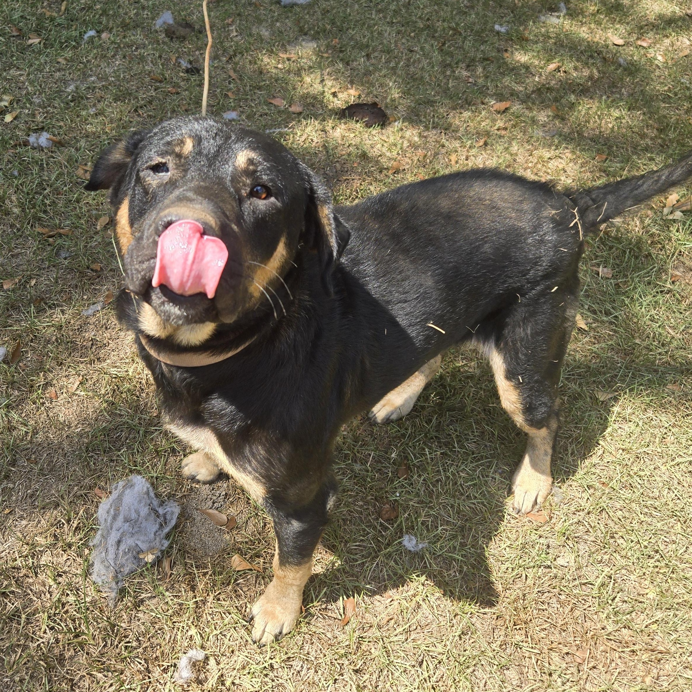 ~ Courtesy ~ Duke, a Adoptable mixed breed in Mobile, AL image 2/2