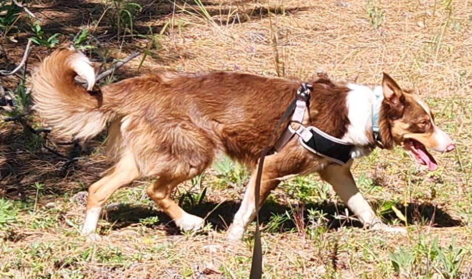 Champ, a ADOPTABLE mixed breed in Heppner, OR image 4/5