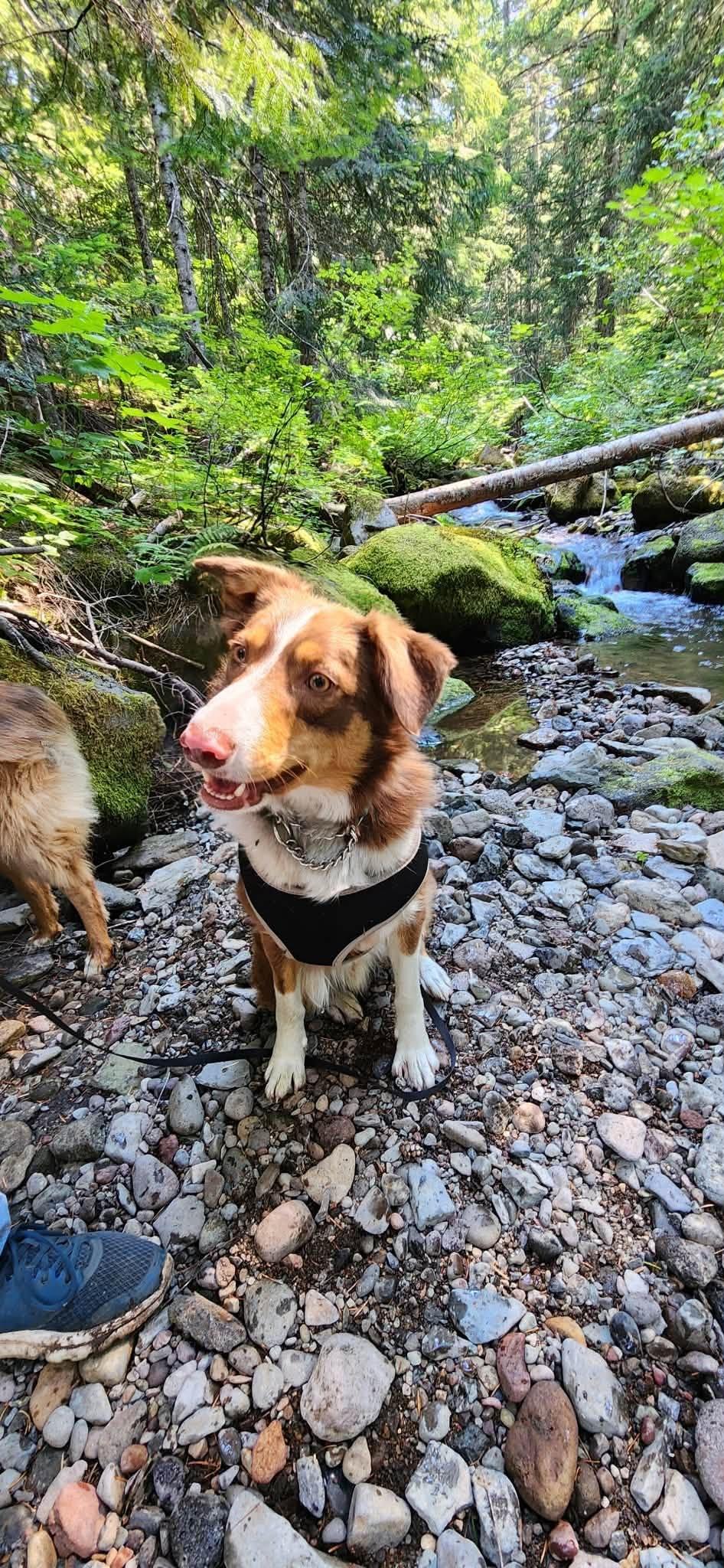 Champ, a ADOPTABLE mixed breed in Heppner, OR image 3/5