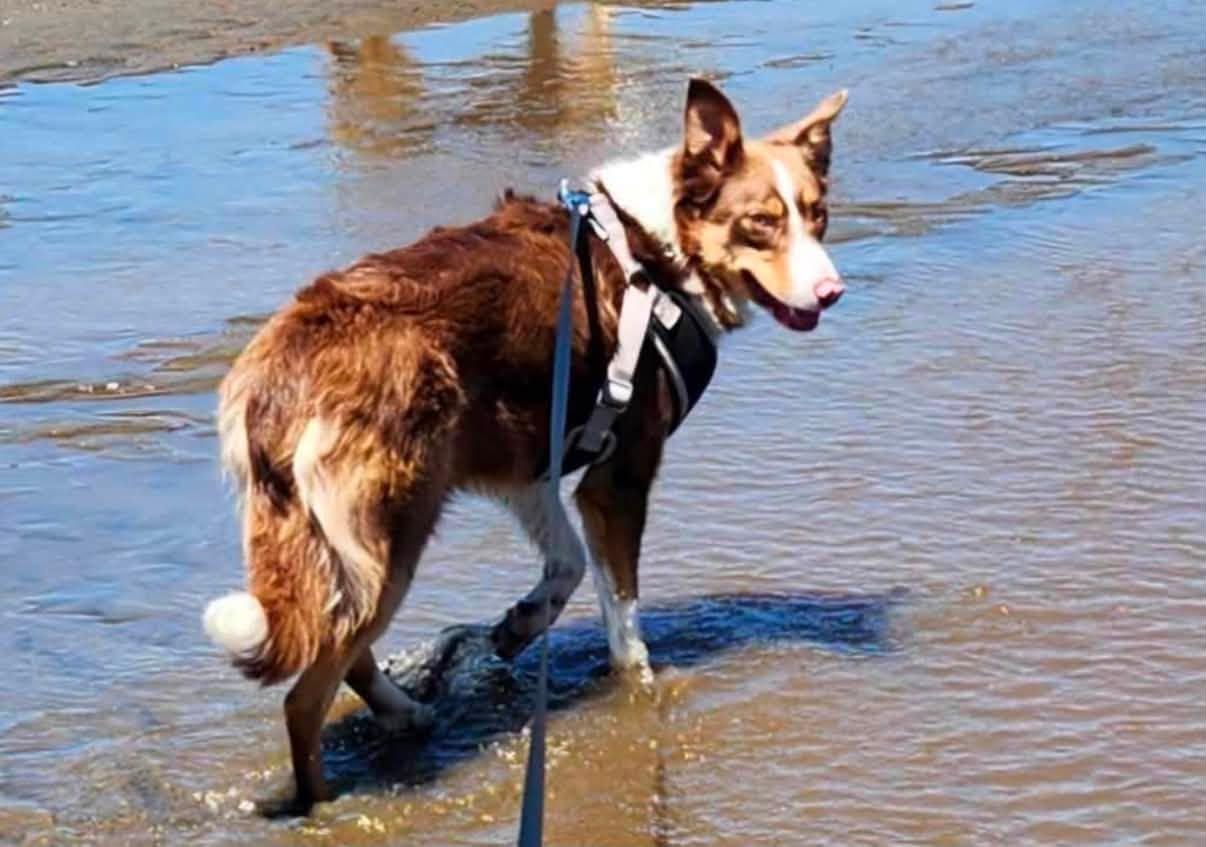 Champ, a ADOPTABLE mixed breed in Heppner, OR image 5/5