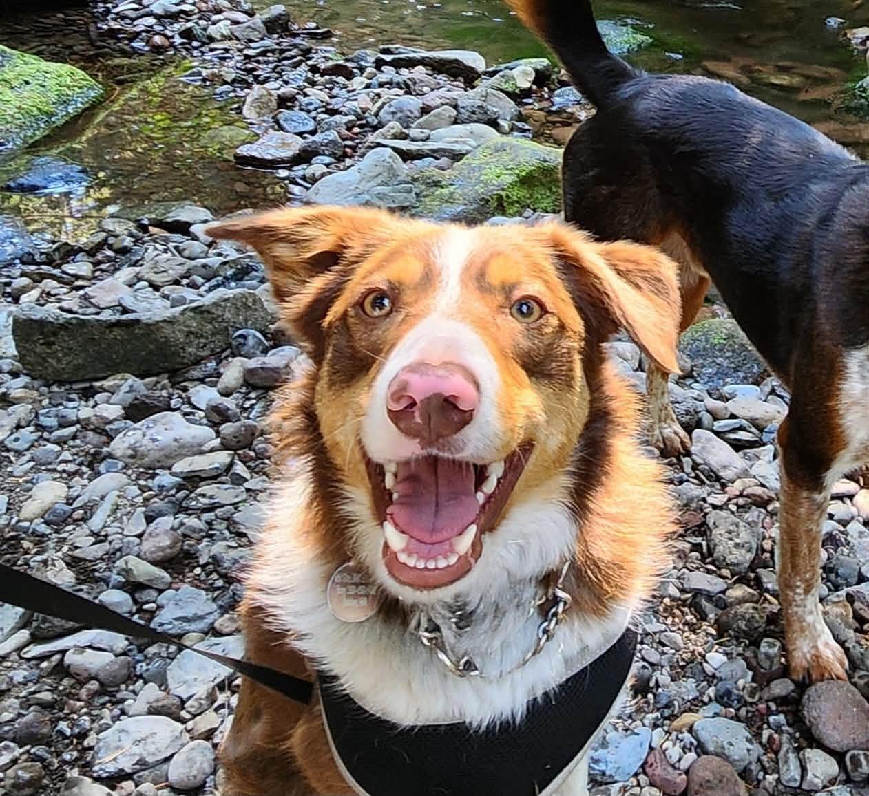 Champ, a ADOPTABLE mixed breed in Heppner, OR image 1/5