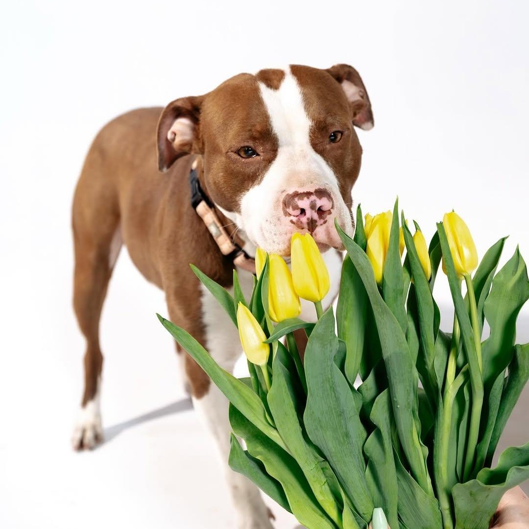 Tulip