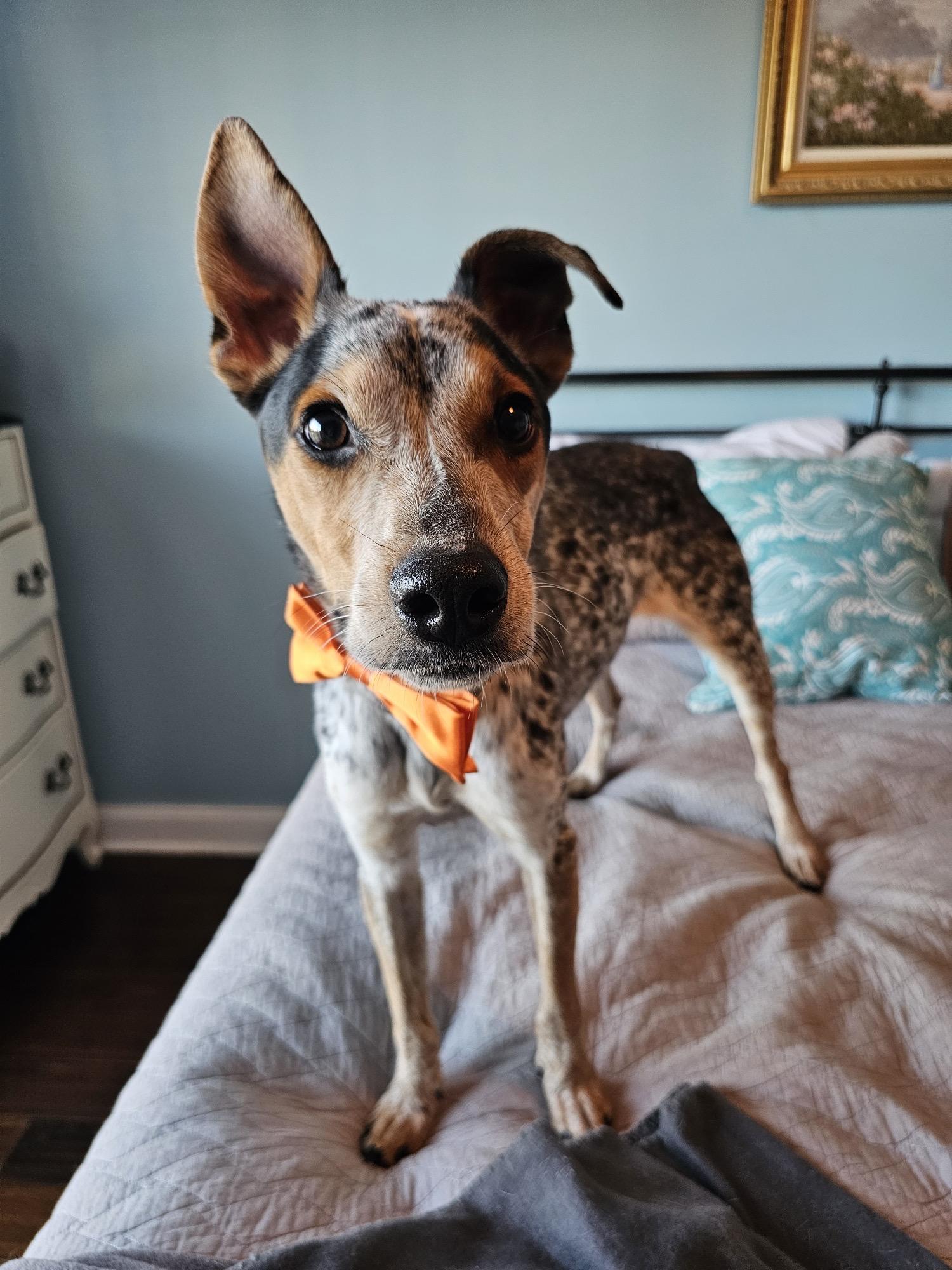 Enlarge Carlton, an adopted mixed breed in Manassas, VA image 4/6