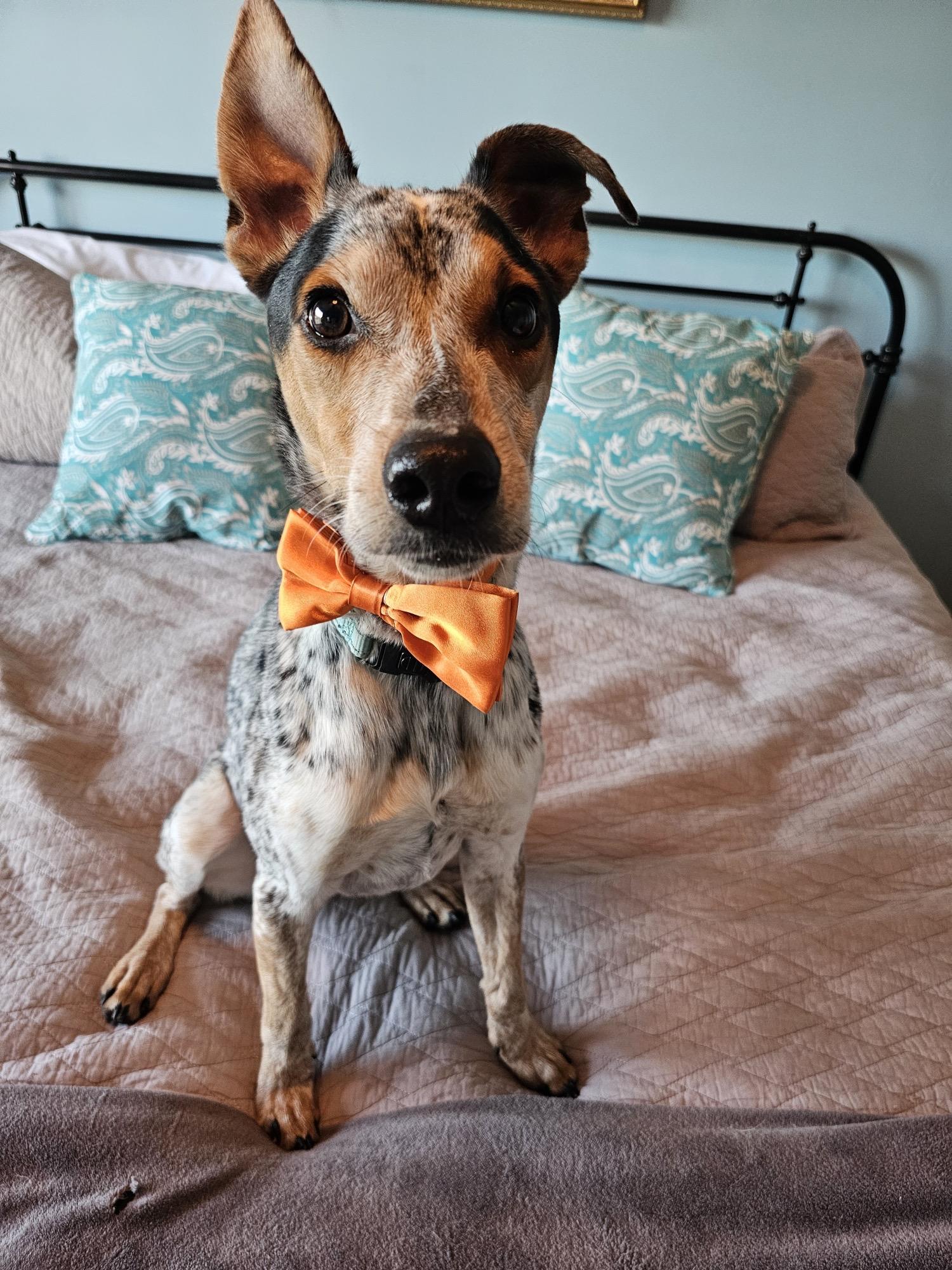 Carlton, adopted, Young Male Australian Cattle Dog / Blue Heeler.